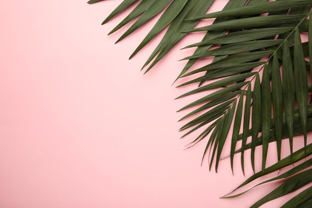 Feuilles de palmier tropical vert sur fond rose Concept d'été minimal Mise à plat créative