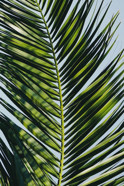 Feuilles de palmier vert au printemps