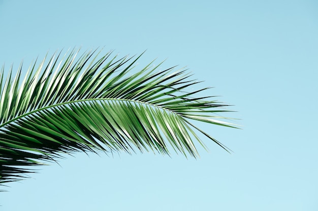 Feuilles de palmier vert au printemps