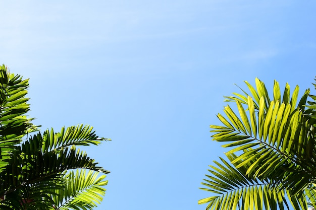 Feuilles de palmier vert et ciel bleu dans la forêt