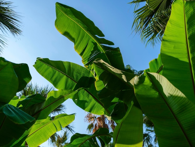 Feuilles de palmier vert et ciel