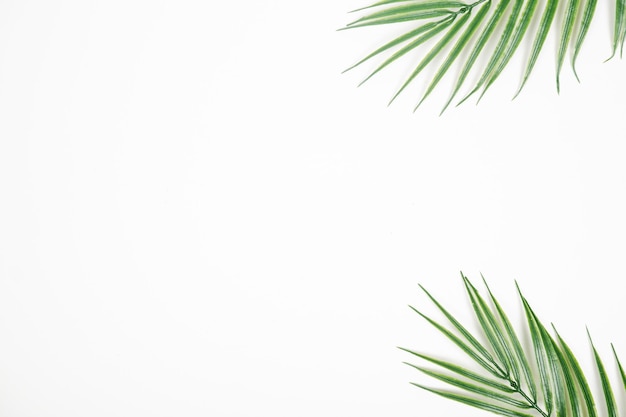 Feuilles de palmier vert sur fond blanc