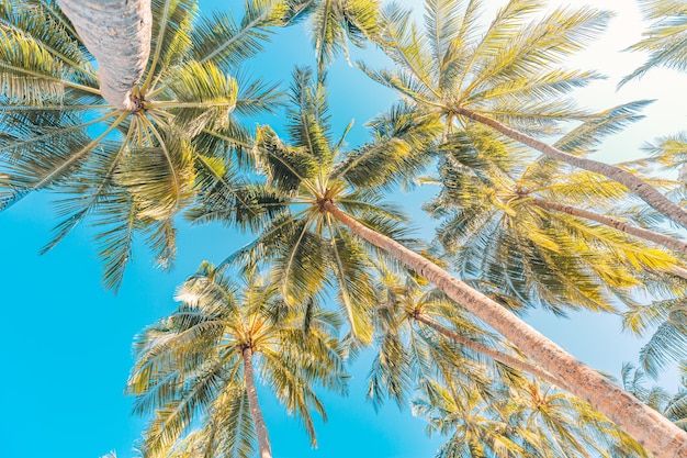 Feuilles de palmier vert sur fond de ciel bleu. Forêt tropicale de jungle avec le ciel bleu lumineux