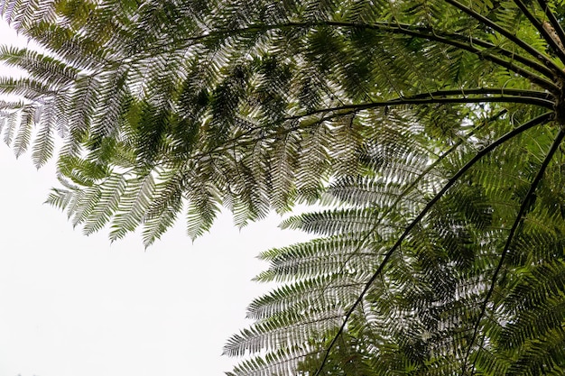 Feuilles de palmier vert fond naturel contre le ciel nuageux