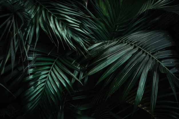 Feuilles de palmier vert sur fond sombre