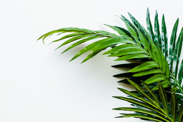 Feuilles de palmier vert frais isolés sur fond blanc