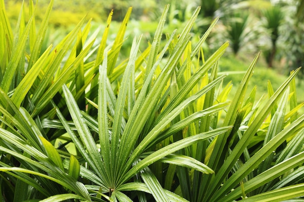 Feuilles de palmier vert luxuriant dans la forêt tropicale