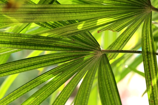 Feuilles de palmier vert naturel