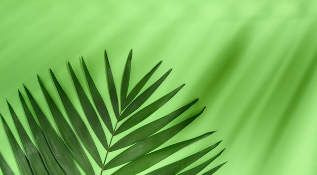 Feuilles de palmier vert avec ombre sur fond vert