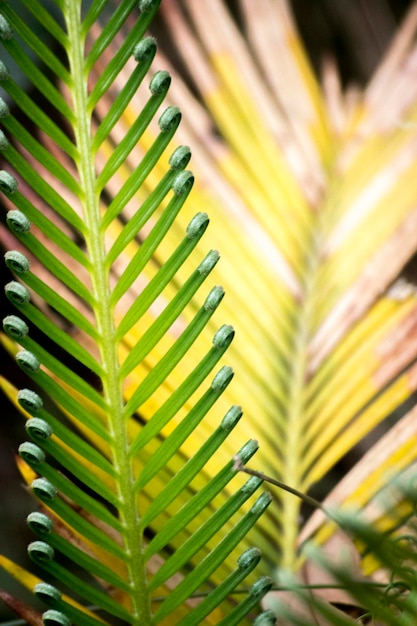 Feuilles de palmier vert Palmier