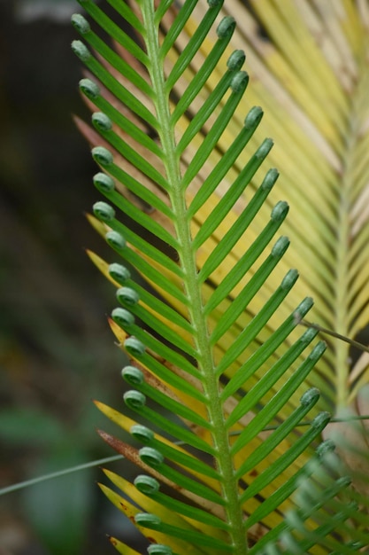 Feuilles de palmier vert Palmier