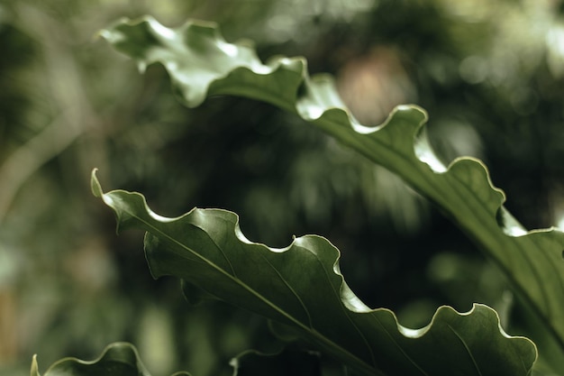 Feuilles de palmier vert tropical exotique été fond frais naturel