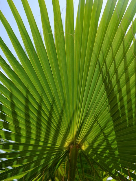 Feuilles de palmier vert