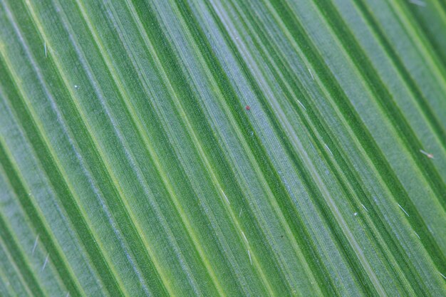 Feuilles de palmier vert