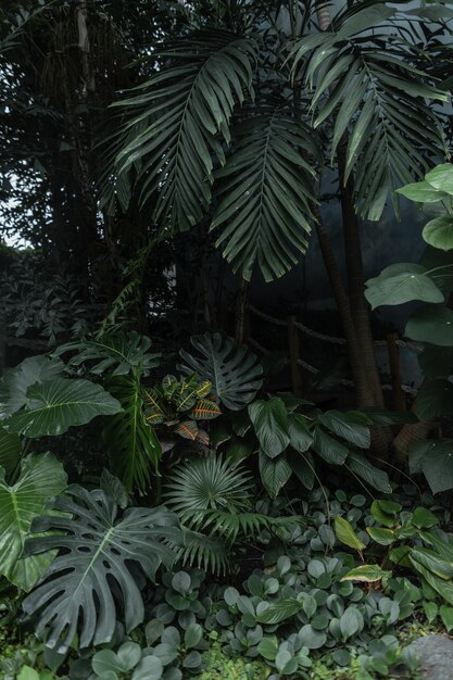 Feuilles de palmier vertes dans la jungle botanique Couleur vert foncé naturel Exotique