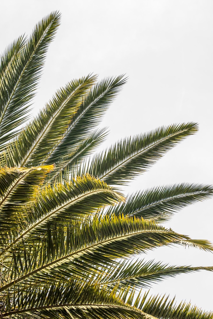 Photo feuilles d&#39;un palmier