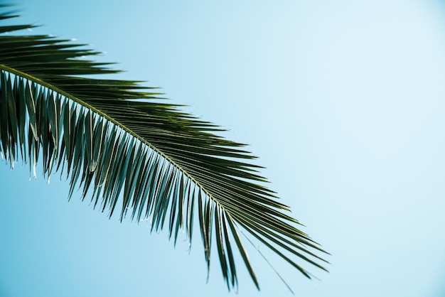 Feuilles de palmiers close up ciel bleu sur fond