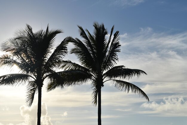 Des feuilles de palmiers colorées sur le fond tropical juteux du ciel