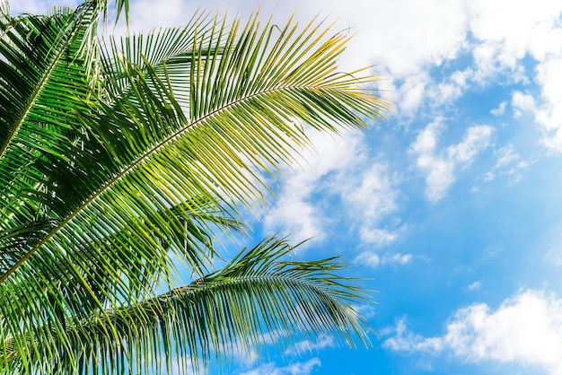 Feuilles de palmiers contre le ciel