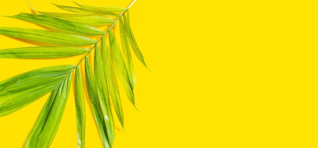 Feuilles de palmiers tropicaux sur fond jaune. Concept de fond d'été