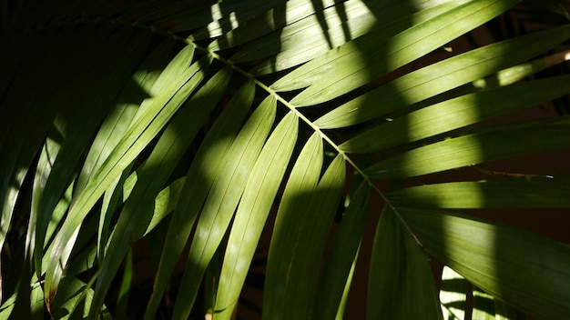 Feuilles de palmiers tropicaux de la forêt tropicale de la jungle exotique dans la forêt amazonienne. feuillage luxuriant de verdure sombre.