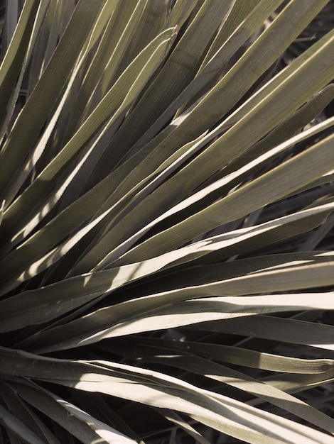 Photo les feuilles de palmiers tropicaux en gros plan de la méditerranée