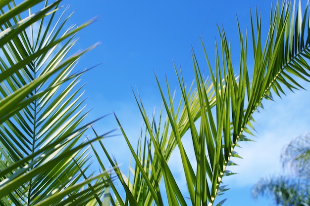 Les feuilles de palmiers