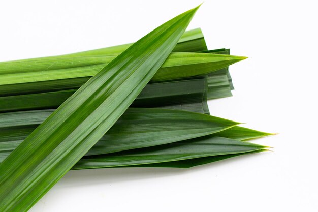 Feuilles de pandan fraîches sur fond blanc