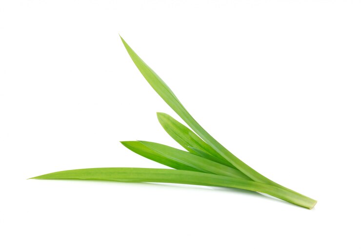 Feuilles de Pandan vert frais isolés
