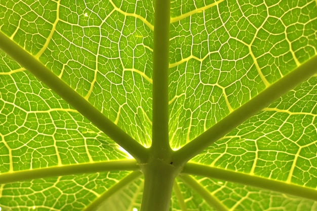 feuilles de papaye avec veines détaillées