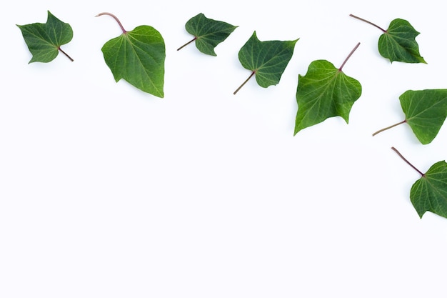 Feuilles de patate douce sur fond blanc.