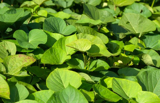 Feuilles de patate douce (Ipomoea batatas), appelées Ubi Jalar en Indonésie