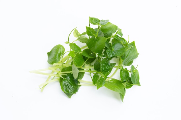 Feuilles de Peperomia pellucida sur une surface blanche.