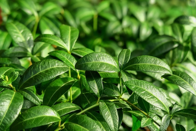 feuilles de pervenche fond vert naturel