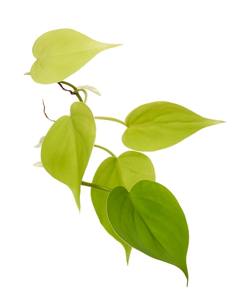 Photo feuilles de philodendron brasil philodendron hederaceum plante isolée sur fond blanc