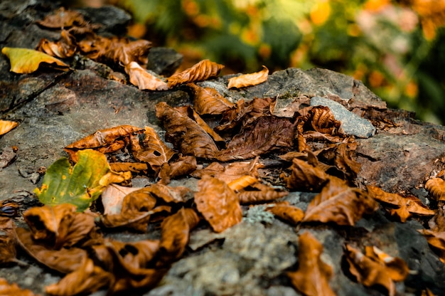 Feuilles sur pierre