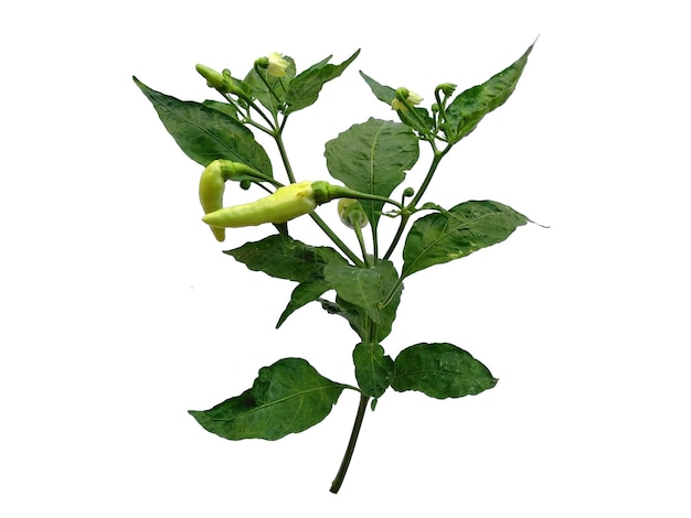 Feuilles de piment ou Capsicum annuum sur fond blanc