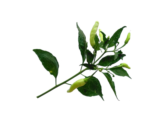 Feuilles de piment ou Capsicum annuum sur fond blanc