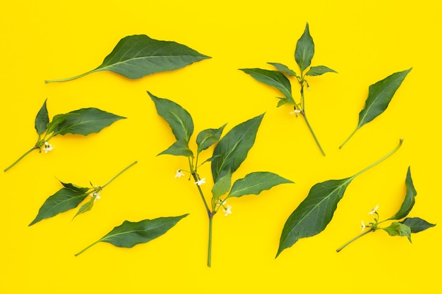 Feuilles de piment avec fleur sur surface jaune