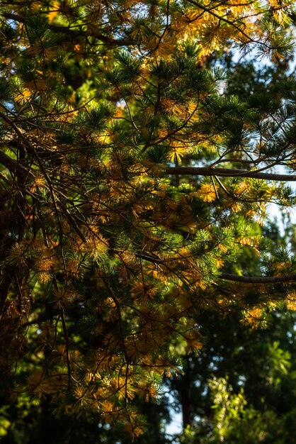 Feuilles de pin étonnantes aux couleurs vertes et dorées en automne.