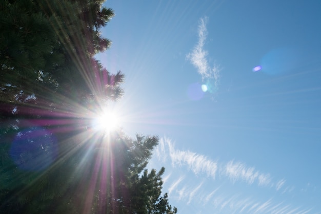 Feuilles de pin avec fond de plancher de ciel bleu.