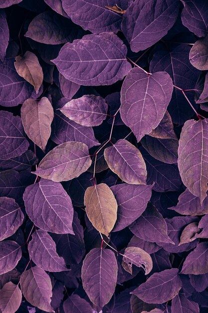 Les feuilles de la plante d'aneth japonaise violette dans la nature à l'automne