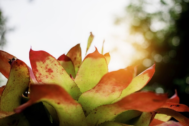 Feuilles plante avec coucher de soleil