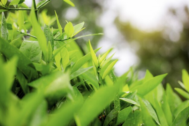 Feuilles plante en forêt avec le ciel