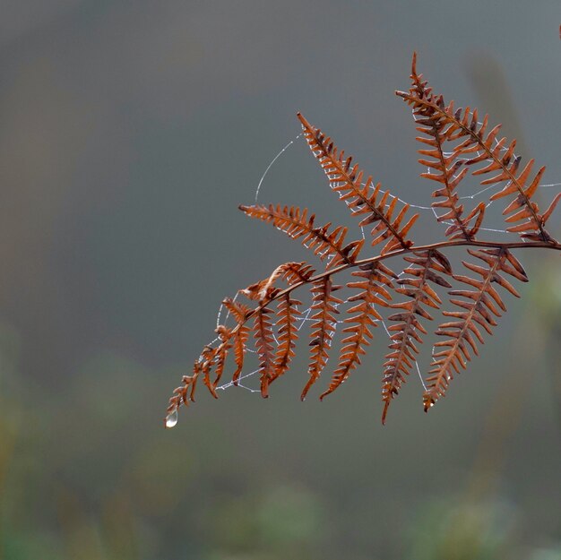 feuilles de plante de fougère brune