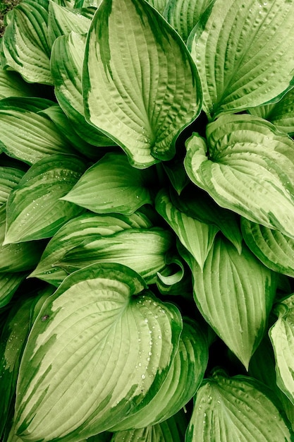 feuilles d'une plante avec de grosses gouttes de rosée Fond d'écran Illustration de haute qualité