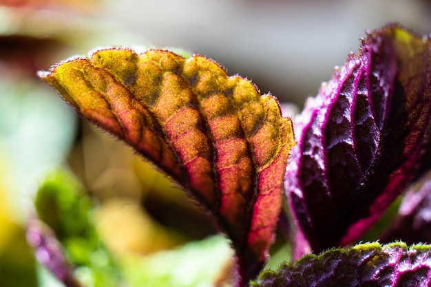 Feuilles de plante d'intérieur gros plan macro de plantes naturelles vertes et violettes