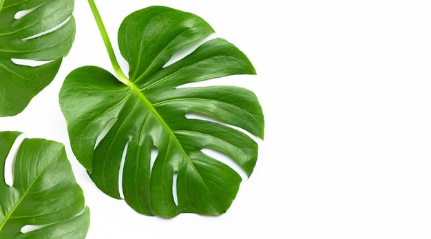 Feuilles de plante Monstera sur blanc