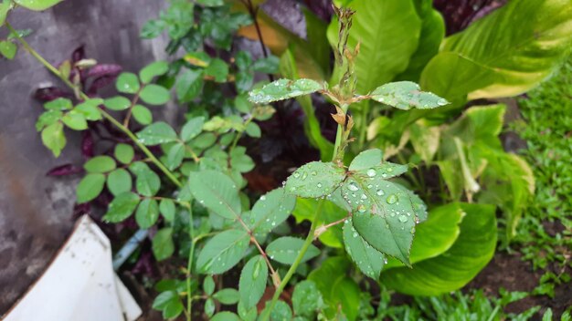 Les feuilles de la plante de rose sont couvertes de gouttes de pluie