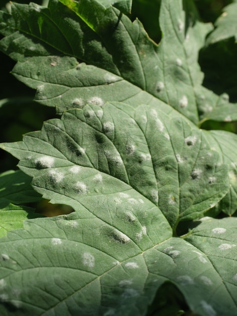 Les feuilles de la plante sont affectées par l'oïdium, une maladie fongique.